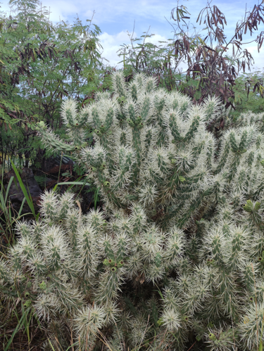 <i>Cylindropuntia imbricata  </i> (Haw.) F.M.Knuth, 1936 &copy; 