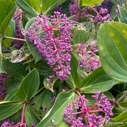 <i>Medinilla cumingii Naudin </i> &copy; 