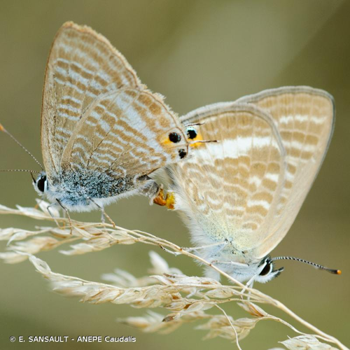 <i>Lampides boeticus</i> (Linnaeus, 1767) &copy; E. SANSAULT - ANEPE Caudalis