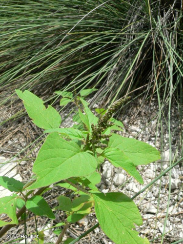 <i>Amaranthus viridis</i> L., 1763 &copy; V. Boullet