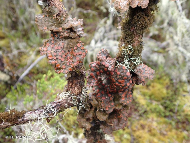 <i>Sticta ambavillaria</i> (Bory) Ach., 1810 &copy; R. Poncet