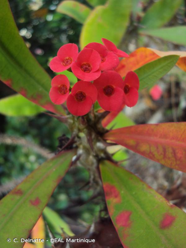 <i>Euphorbia milii</i> Des Moul., 1826 &copy; C. Delnatte - DEAL Martinique