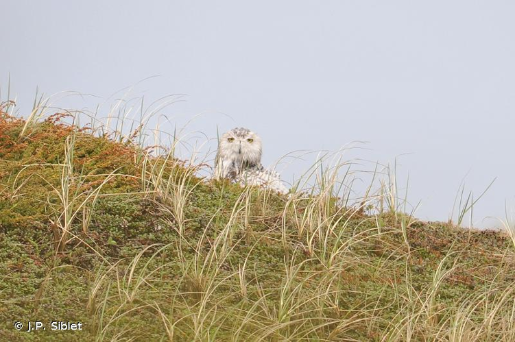 <i>Bubo scandiaca</i> (Linnaeus, 1758) &copy; J.P. Siblet