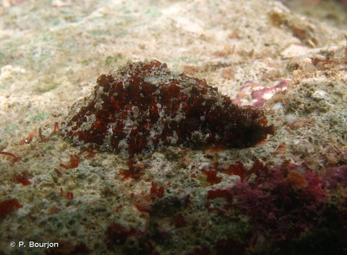 <i>Dolabrifera dolabrifera</i> (Rang, 1828) &copy; P. Bourjon