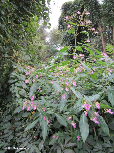 <i>Impatiens glandulifera</i> Royle, 1833 &copy; P. Rouveyrol