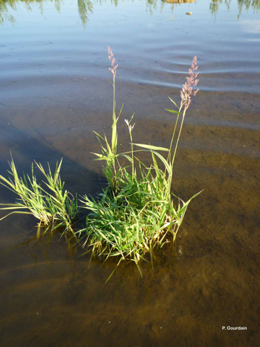 <i>Phalaris arundinacea</i> L., 1753 &copy; P. Gourdain