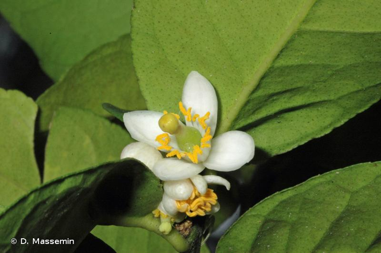<i>Citrus limon</i> (L.) Burm.f., 1768 &copy; D. Massemin