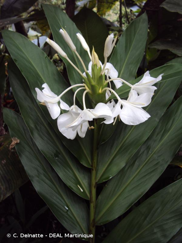 <i>Hedychium coronarium</i> J.Koenig, 1783 &copy; C. Delnatte - DEAL Martinique