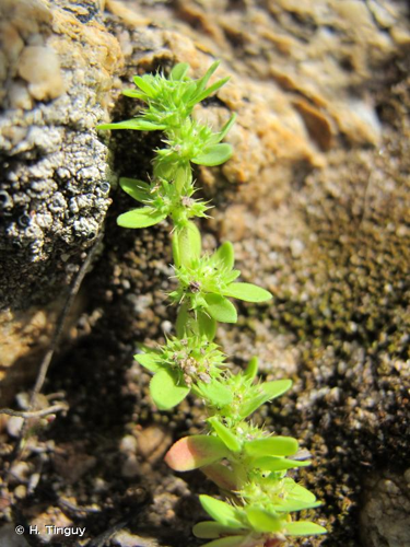 <i>Polycarpon tetraphyllum </i>subsp.<i> alsinifolium</i> (Biv.) Ball, 1877 &copy; H. Tinguy