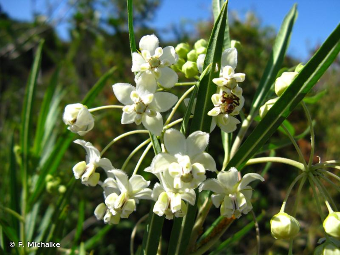 <i>Gomphocarpus fruticosus</i> (L.) R.Br., 1809 &copy; F. Michalke