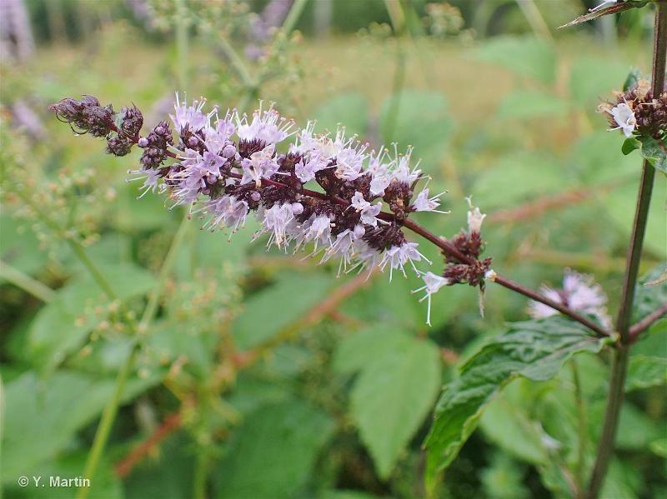 <i>Mentha spicata</i> L., 1753 &copy; null