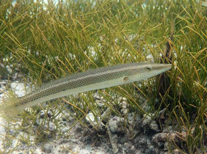 <i>Cheilio inermis</i> (Forsskål, 1775) &copy; P. Bourjon