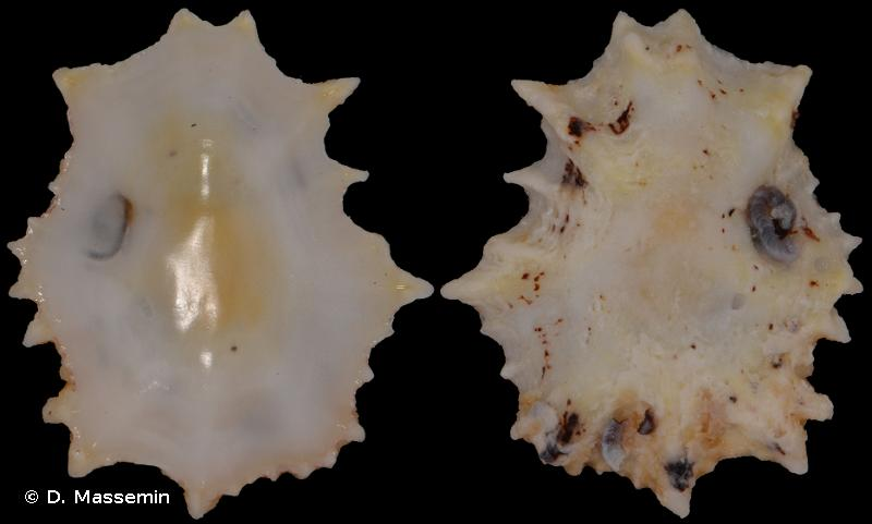 <i>Scutellastra flexuosa</i> (Quoy & Gaimard, 1834) &copy; D. Massemin
