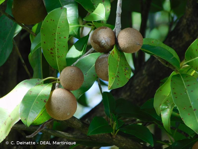 <i>Manilkara zapota</i> (L.) P.Royen, 1953 &copy; C. Delnatte - DEAL Martinique
