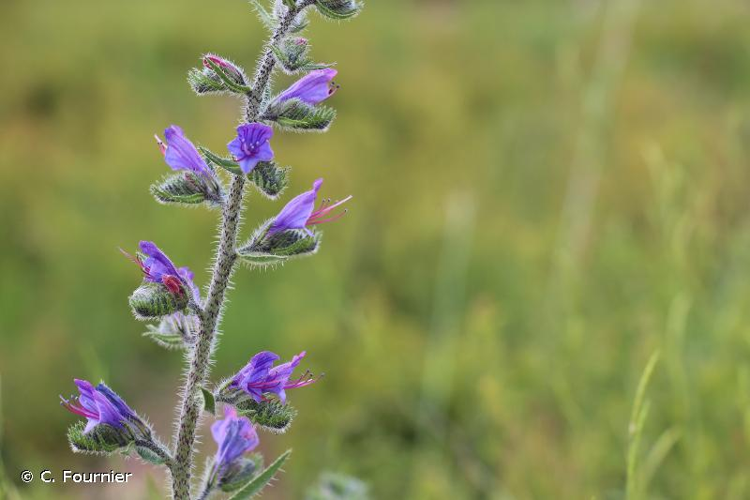 <i>Echium vulgare</i> L., 1753 &copy; C. Fournier