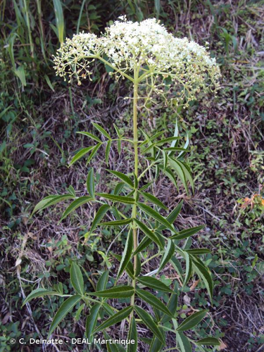 <i>Sambucus canadensis</i> L., 1753 &copy; C. Delnatte - DEAL Martinique