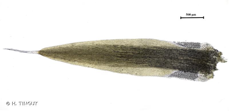 <i>Campylopus pilifer</i> Brid., 1819 &copy; H. TINGUY