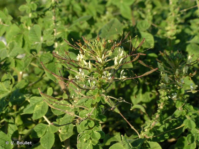 <i>Cleome gynandra</i> L., 1753 &copy; V. Boullet