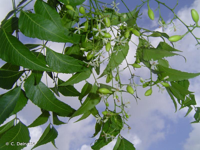 <i>Azadirachta indica</i> A.Juss., 1830 &copy; C. Delnatte