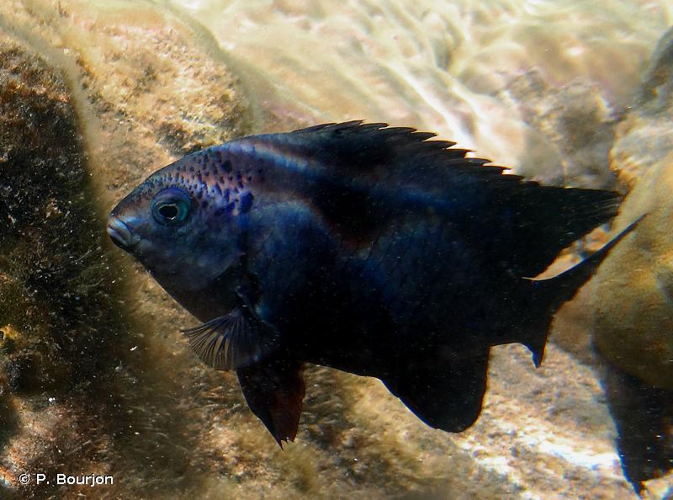 <i>Stegastes limbatus</i> (Cuvier, 1830) &copy; P. Bourjon