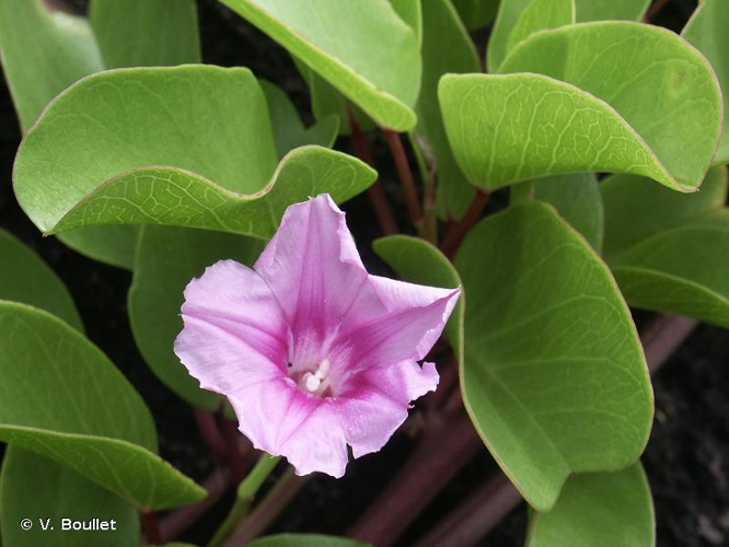 <i>Ipomoea pes-caprae </i>subsp.<i> brasiliensis</i> (L.) Ooststr., 1940 &copy; V. Boullet