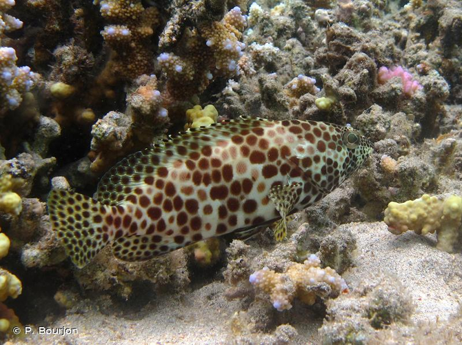 <i>Epinephelus merra</i> Bloch, 1793 &copy; P. Bourjon