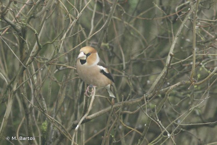 <i>Coccothraustes coccothraustes</i> (Linnaeus, 1758) &copy; M. Bartoli