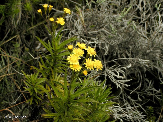 <i>Faujasia cadetiana</i> C.Jeffrey, 1992 &copy; V. Boullet