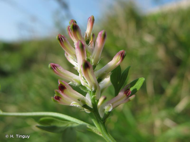 <i>Fumaria muralis </i>subsp.<i> boraei</i> (Jord.) Pugsley, 1902 &copy; H. Tinguy