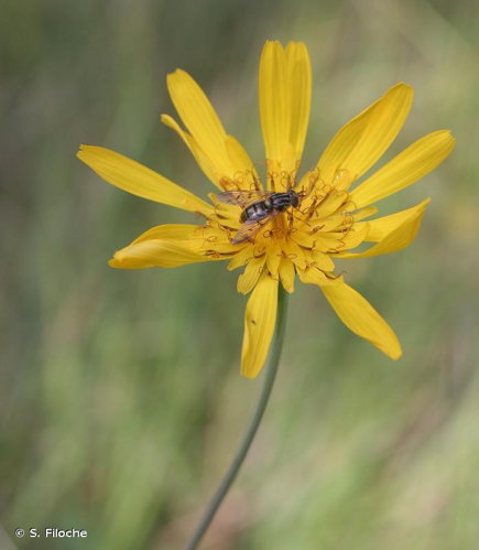 <i>Tragopogon orientalis</i> L., 1753 &copy; S. Filoche