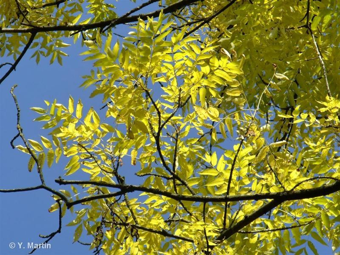 <i>Fraxinus excelsior</i> L., 1753 &copy; null