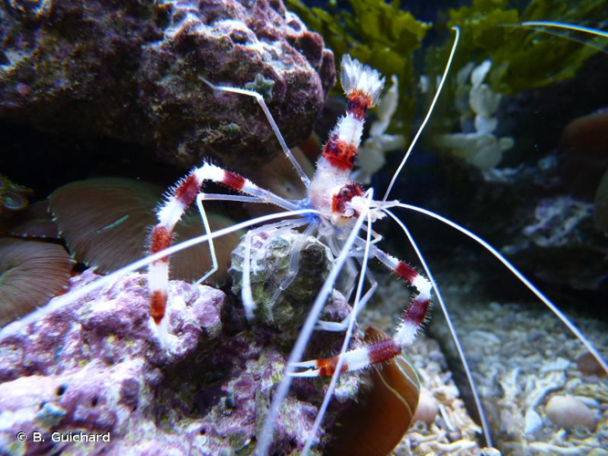 <i>Stenopus hispidus</i> (Olivier, 1811) &copy; B. Guichard