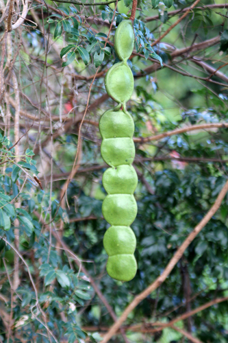 <i>Entada rheedei<i> Spreng., 1825 &copy; iNaturalist