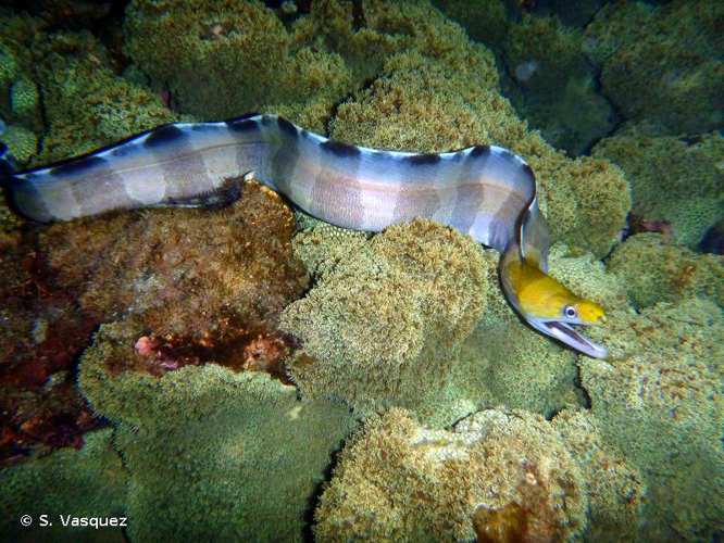 <i>Gymnothorax rueppelliae</i> (McClelland, 1844) &copy; S. Vasquez