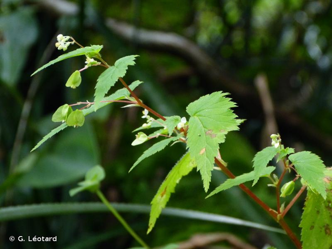 <i>Begonia hirsuta</i> Aubl., 1775 &copy; G. Léotard