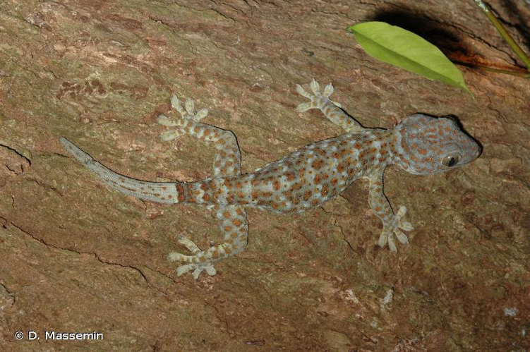 <i>Gekko gecko</i> (Linnaeus, 1758) &copy; D. Massemin