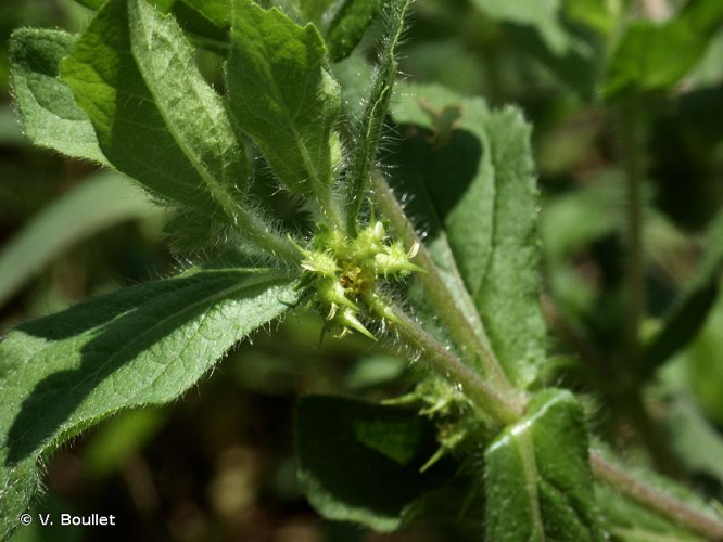 <i>Acanthospermum hispidum</i> DC., 1836 &copy; V. Boullet