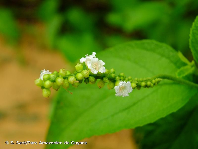 <i>Varronia curassavica</i> Jacq., 1760 &copy; S. Sant/Parc Amazonien de Guyane