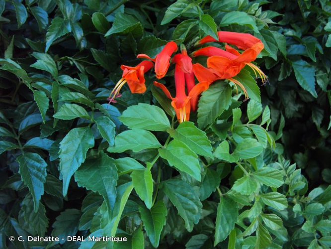 <i>Tecoma capensis</i> (Thunb.) Lindl., 1828 &copy; C. Delnatte - DEAL Martinique