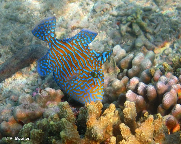 <i>Pseudobalistes fuscus</i> (Bloch & Schneider, 1801) &copy; P. Bourjon