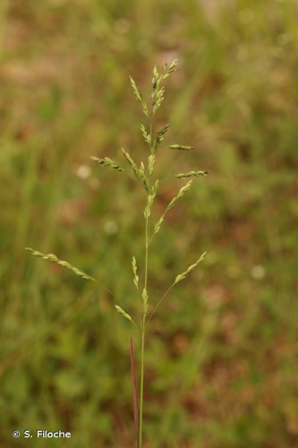 <i>Poa pratensis</i> L., 1753 &copy; S. Filoche