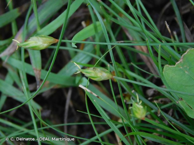 <i>Abildgaardia ovata</i> (Burm.f.) Kral, 1971 &copy; C. Delnatte - DEAL Martinique