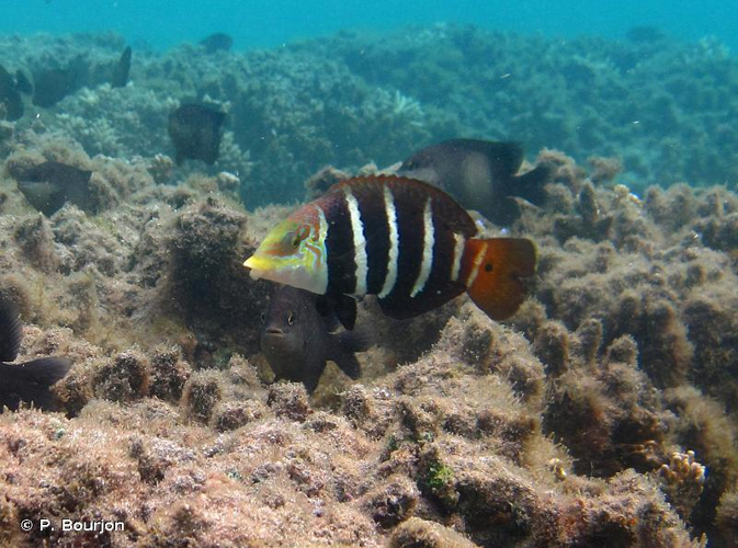 <i>Hemigymnus fasciatus</i> (Bloch, 1792) &copy; P. Bourjon