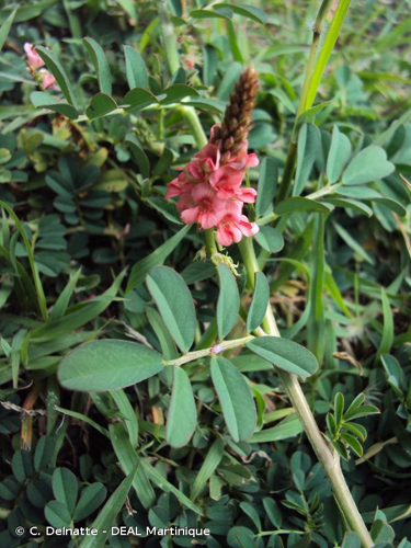 <i>Indigofera hendecaphylla</i> Jacq., 1788 &copy; C. Delnatte - DEAL Martinique