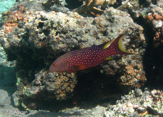 <i>Variola louti</i> (Forsskål, 1775) &copy; P. Bourjon