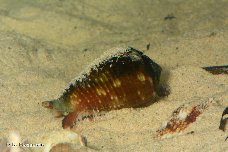 <i>Conus catus</i> Hwass <i>in</i> Bruguière, 1792 &copy; D. Massemin