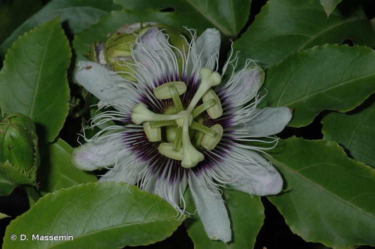 <i>Passiflora edulis</i> Sims, 1818 &copy; D. Massemin