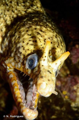 <i>Enchelycore pardalis</i> (Temminck & Schlegel, 1846) &copy; N. Rodrigues
