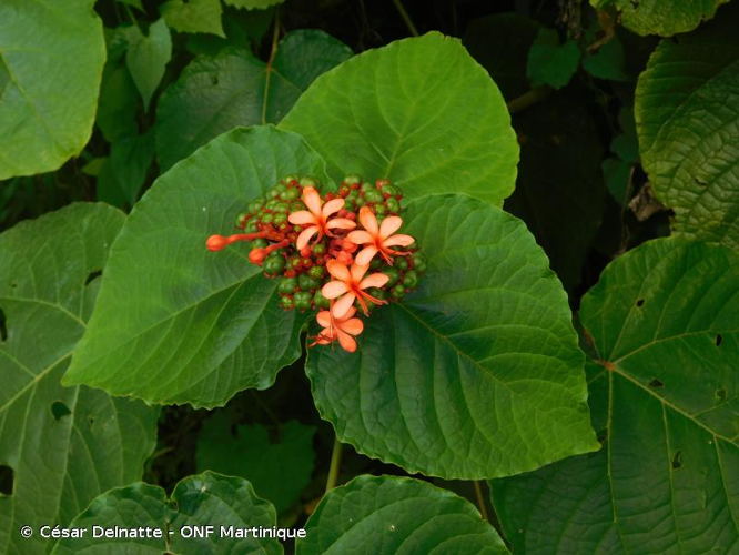 <i>Clerodendrum speciosissimum</i> Van Geert ex C.Morren, 1836 &copy; César Delnatte - ONF Martinique