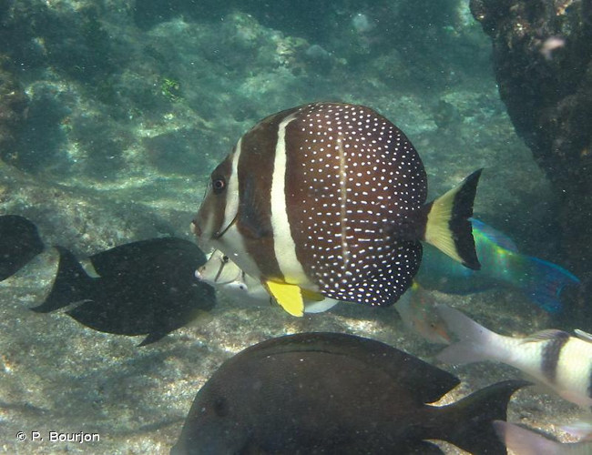 <i>Acanthurus guttatus</i> Forster, 1801 &copy; P. Bourjon